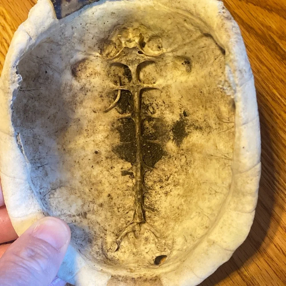 Real Eastern Box Turtle Shell. Bone Taxidermy Oddity Science Crafts. Appalachia